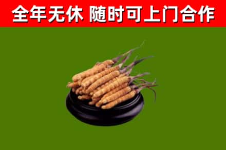 会昌回收散虫草