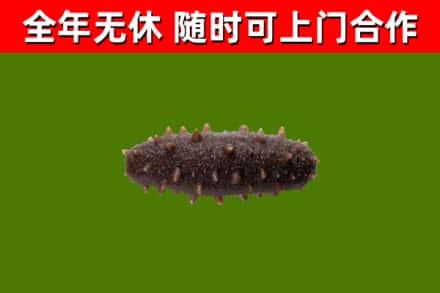会昌回收海参干